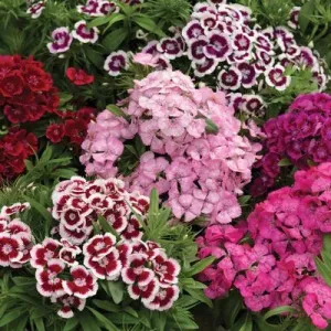 Dianthus Diabunda Mix Flower Seeds