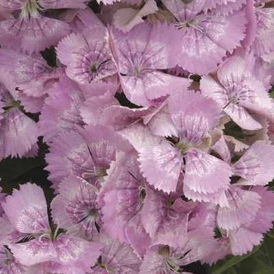 Dianthus Diabunda Pink Pearl Flower Seeds