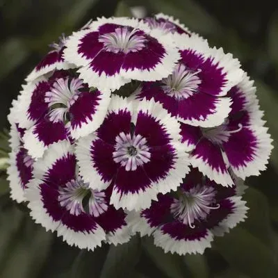 Dianthus Diabunda Purple Picotee Flower Seeds