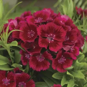 Dianthus Diabunda Red Flower Seeds