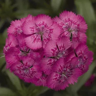 Dianthus Diabunda Rose Flower Seeds